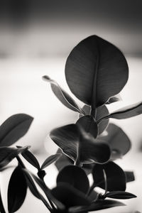 Close-up of flower against blurred background