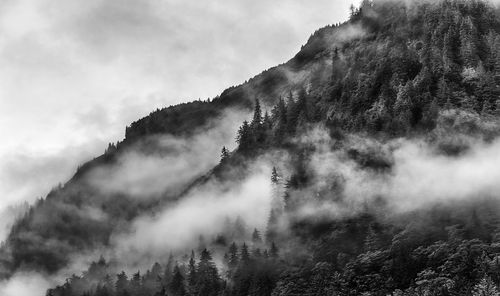 Trees on mountain during foggy weather