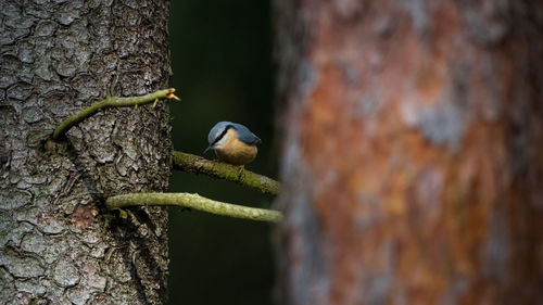 Close-up of bird perching on tree trunk