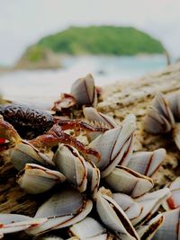 Close-up of shells on beach