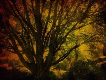 Silhouette of trees against sky