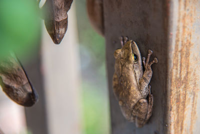 Close-up of lizard on tree