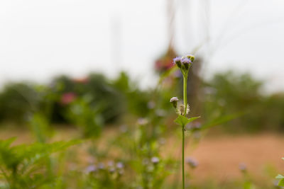 Close-up of small plant on field