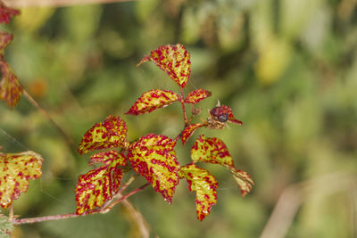 Close-up of red flowers