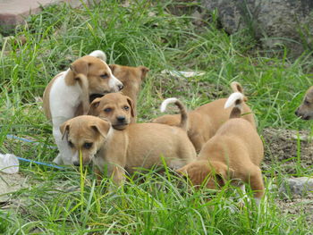 View of dogs on field