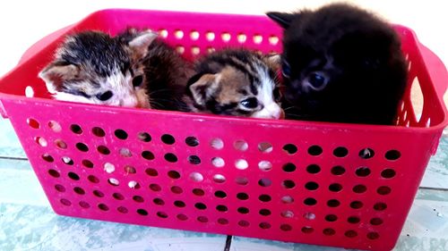 Portrait of puppy in basket