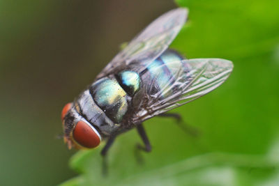 Close-up of fly on leaf