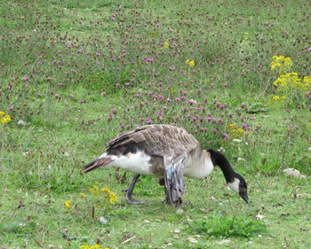 Bird on field