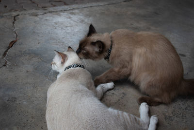 High angle view of cats relaxing outdoors