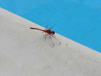 Close-up of insect on wall