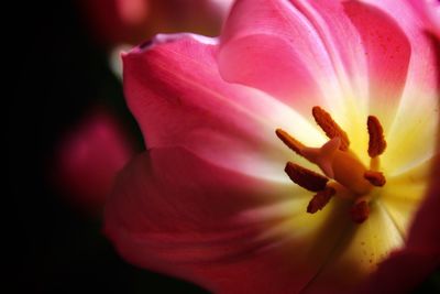 Macro shot of pink flower