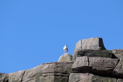 Low angle view of seagull against clear blue sky