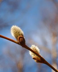 Close-up of dandelion