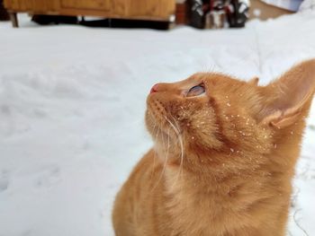 Close-up of a cat