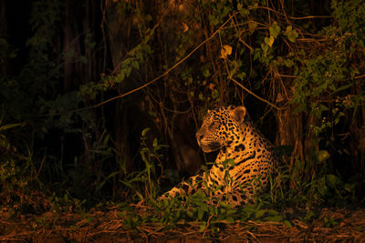 Jaguar looking away in forest