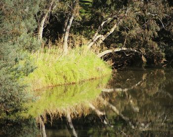 Scenic view of lake in forest