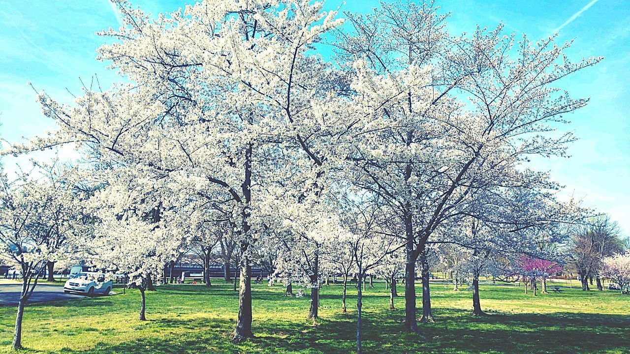 CHERRY BLOSSOM TREES IN PARK