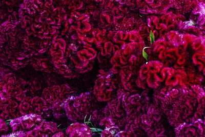 Full frame shot of multi colored flowers