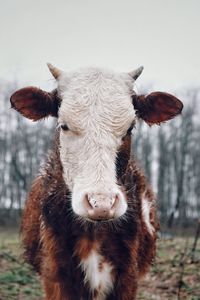 Portrait of cow