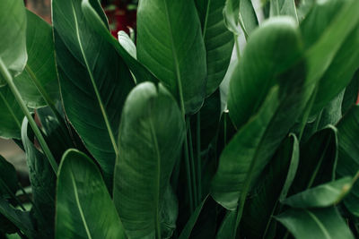 Green tropical jungle leaves background, natural exotic lush foliage.