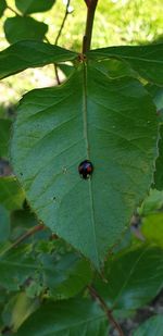 Close-up of insect on leaf