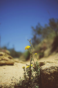 Close-up of insect on yellow flower against sky