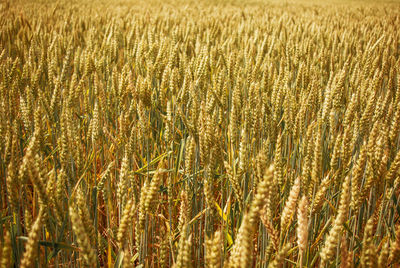 Wheat in field. agriculture, bread. summer