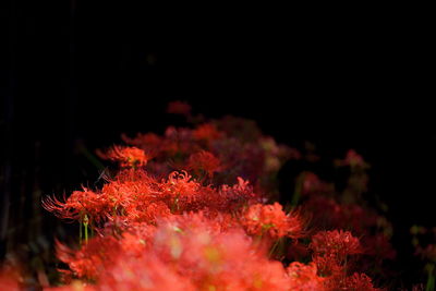 Close-up of red flowering plant at night