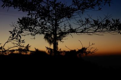 Silhouette tree against sea at sunset