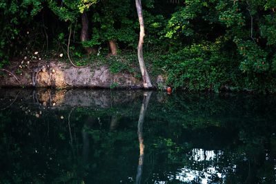 Scenic view of lake in forest