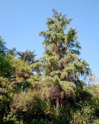 Low angle view of trees against clear blue sky