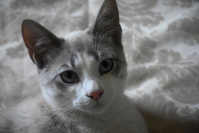 Close-up portrait of a cat