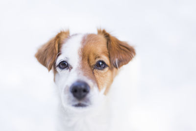 Close-up portrait of dog against white background