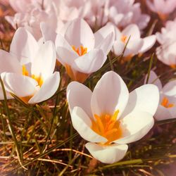 Close-up of white crocus flowers growing in field