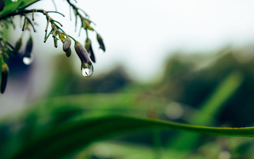 Close-up of wet plant during rainy season