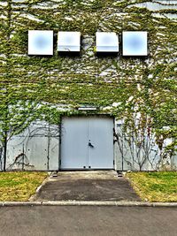 Plants growing against wall