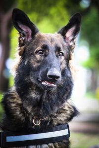 Close-up portrait of black dog