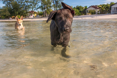 Portrait of dog in lake