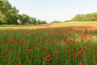 Scenic view of poppy field against sky