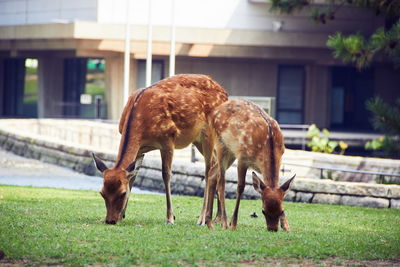 Horse grazing on field