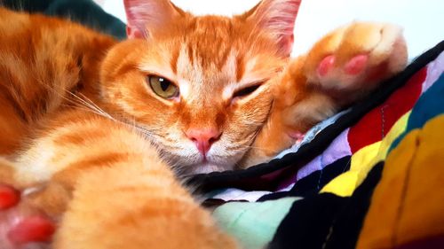 Close-up portrait of ginger cat