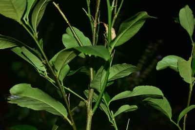 Close-up of fresh green plant