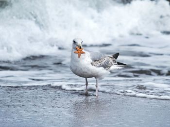 Bird on beach during winter