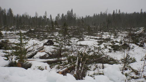 Trees on snow covered field during winter