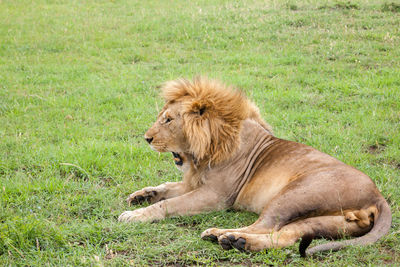 Lion relaxing on grass