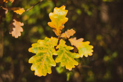 Close-up of yellow flowering plant leaves