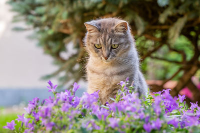 Cat portrait in a garden among violet flowers