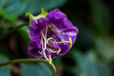 Close-up of purple flowering plant