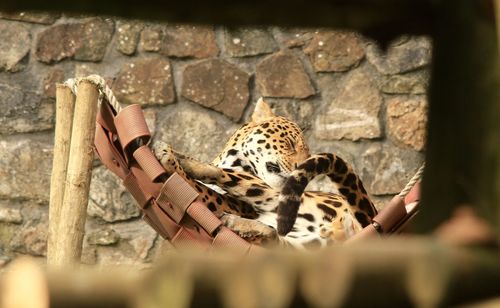 Close-up of leopard lying on chair in cage against wall