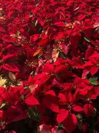 Close-up of red flowering plant